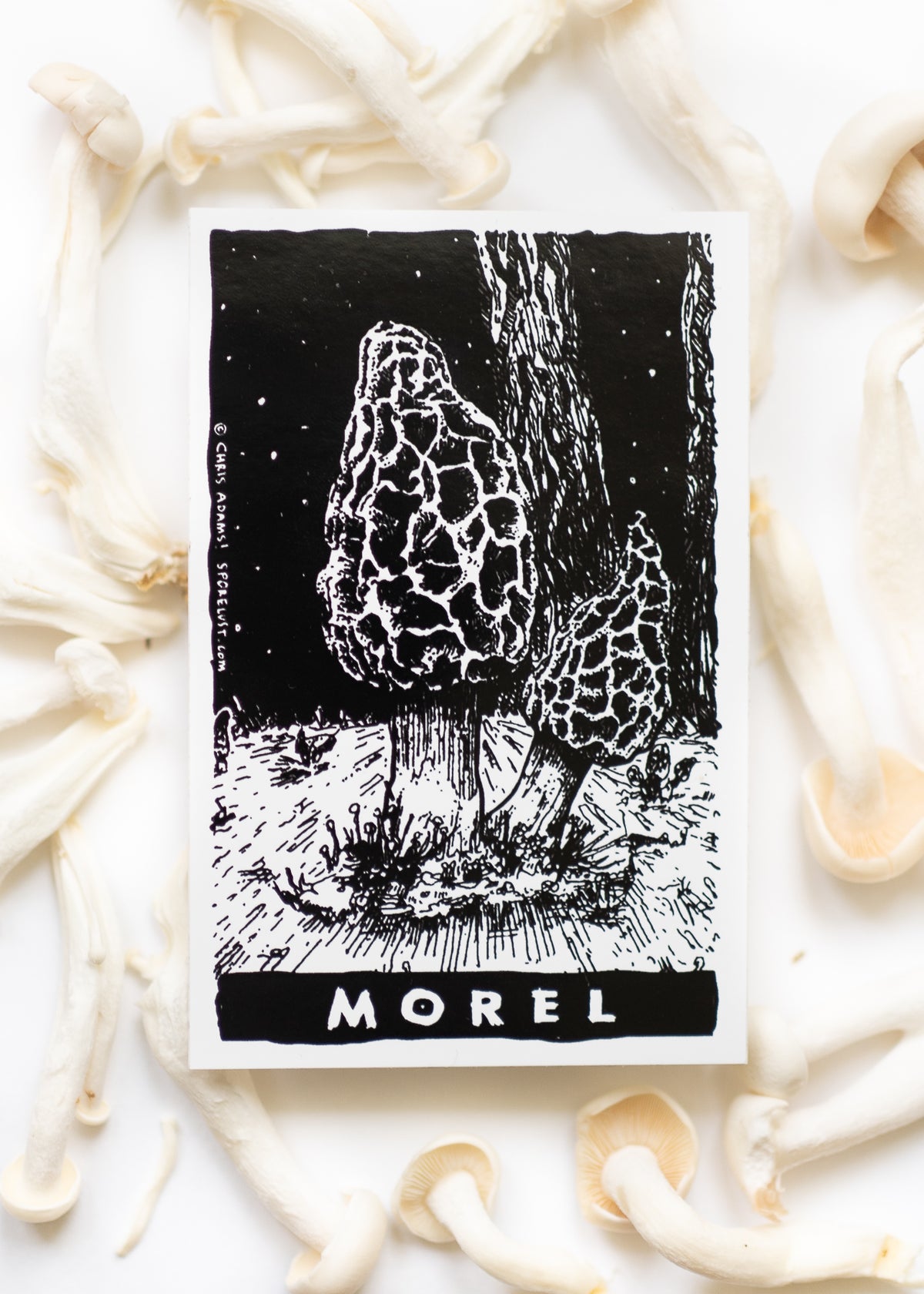 Sporelust! Morel Mushroom Sticker